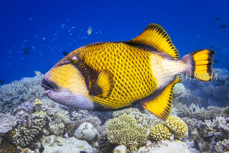 土卫六触发鱼在珊瑚礁-马尔代夫