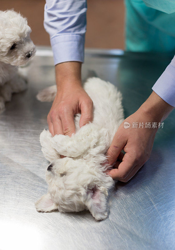 兽医正在检查比雄幼犬