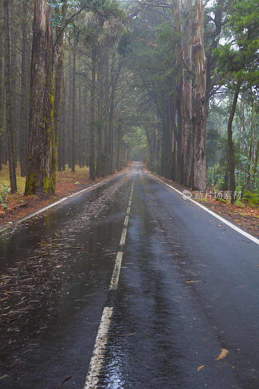 危险的道路-雨雾和树叶在沥青