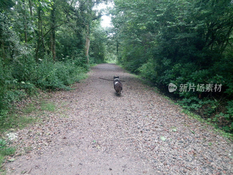 狗在绿树成荫的林间小路在英国的春天