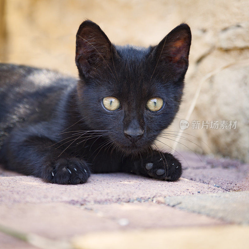 可爱的小黑猫在花园里玩耍