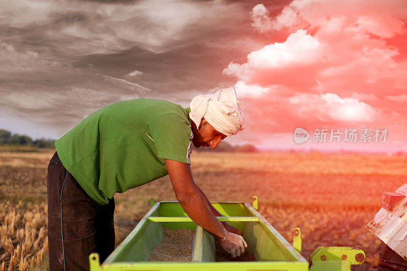 农民在田里播种小麦