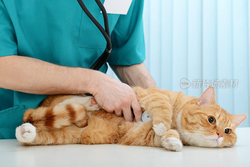 兽医和猫
