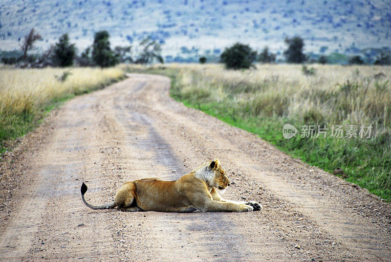 坦桑尼亚恩戈罗戈罗火山口，一只母狮子在土路上休息