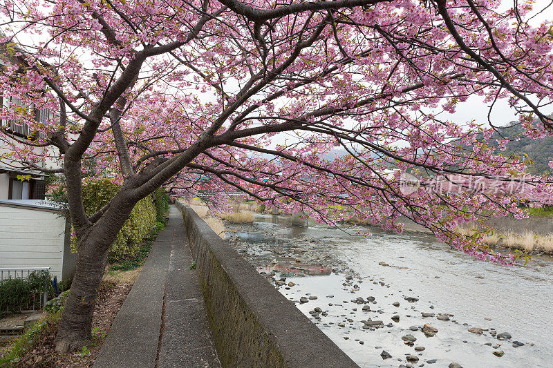 日本的樱花