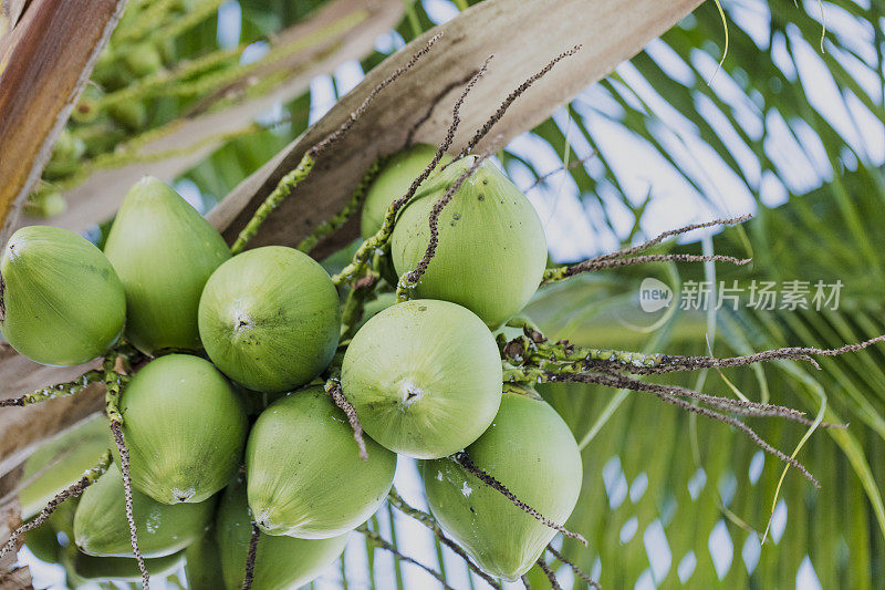 这是巴拿马波尼塔地区的一棵芒果树上的芒果。