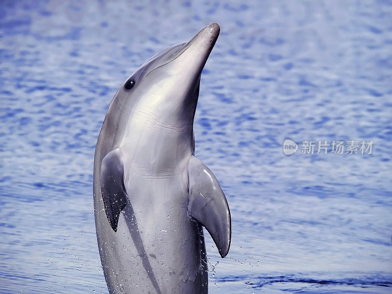 海豚浮出水面