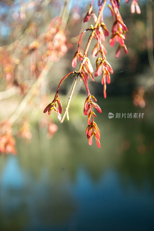 秋看春，叶开花