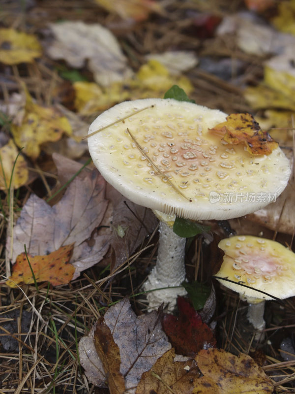 蘑菇在叶子