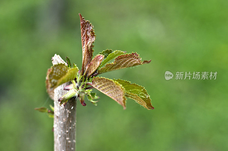 新樱桃在枝条上发芽