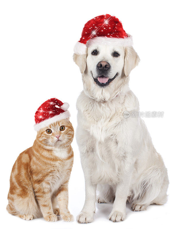 猫和狗戴着圣诞帽
