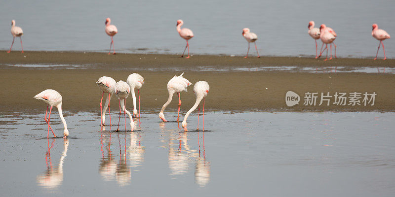 纳米比亚沃尔维斯湾玫瑰火烈鸟的殖民地