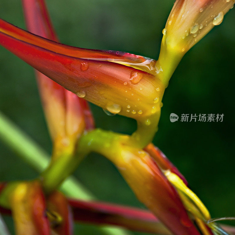 螺旋边沁美丽的色彩热带雨后花