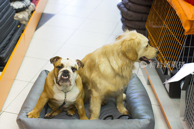 可爱的英国斗牛犬和金毛猎犬在宠物店休息