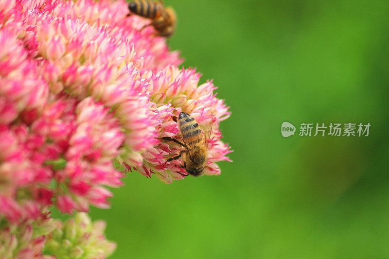 养蜂，花粉，粉红景天花，金凤草，石竹，冰花