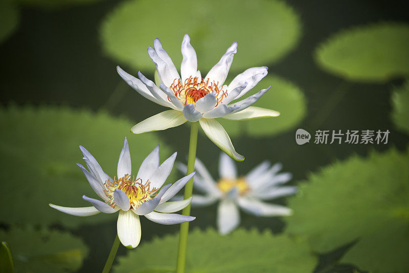 白色睡莲的花和叶