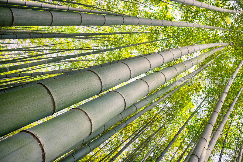 日本京都的佐野竹林