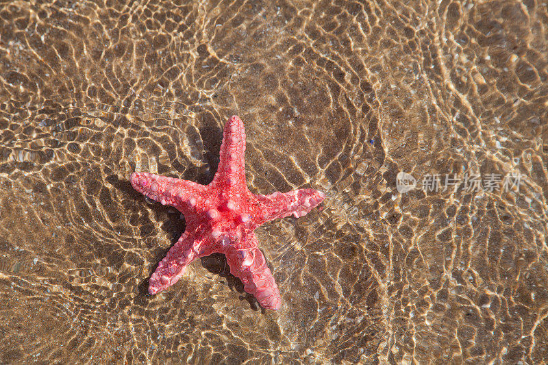 海滩上的海星