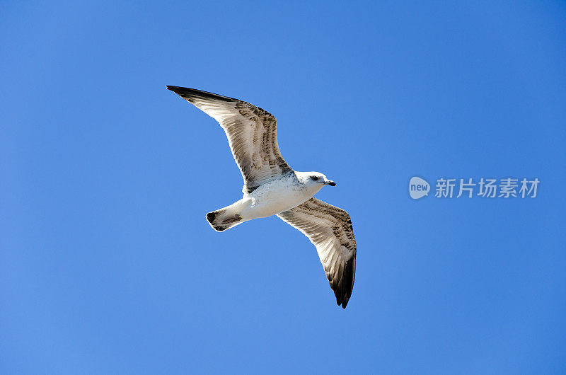 海鸥在飞行。