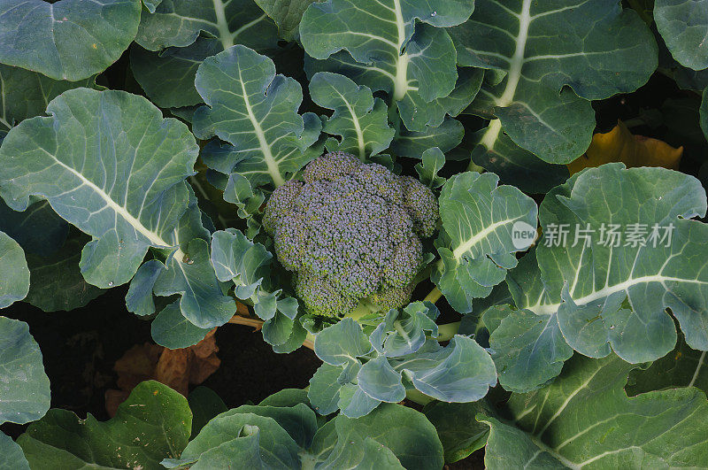 田间花椰菜簇的特写