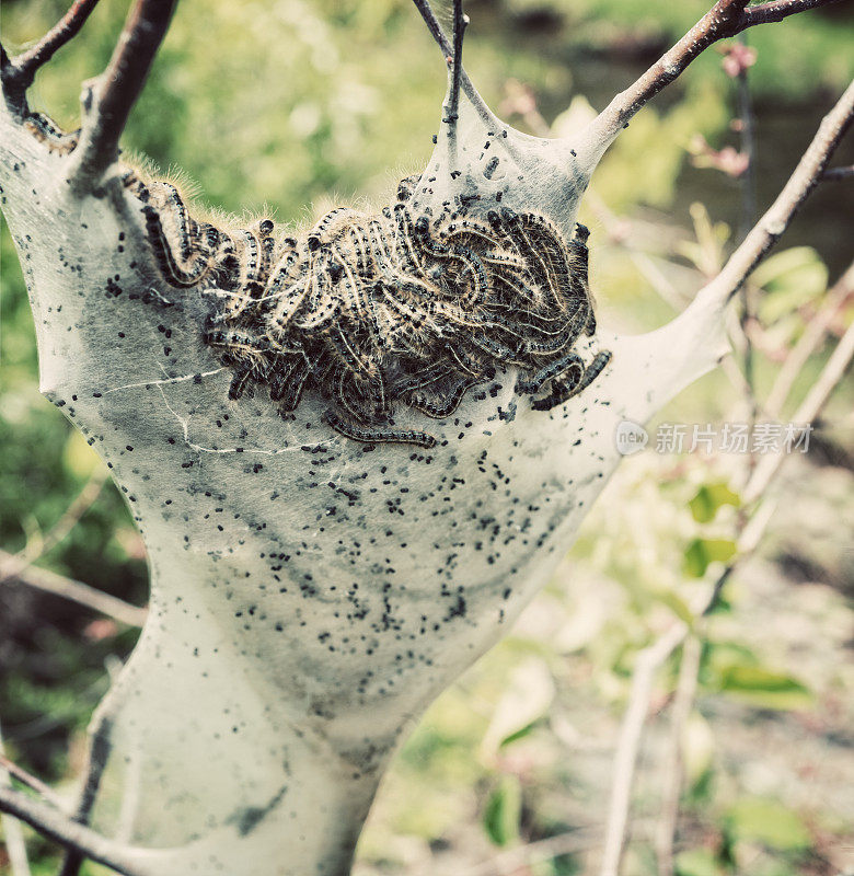 帐篷Catepillars