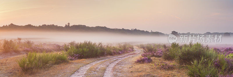 穿过盛开的石南花和雾，日出，希尔弗瑟姆，荷兰