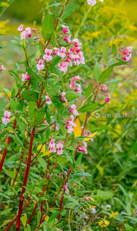 无柄植物，花群