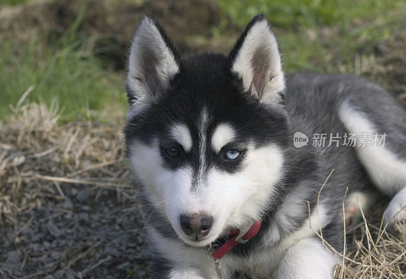 双眼西伯利亚哈士奇小狗的肖像