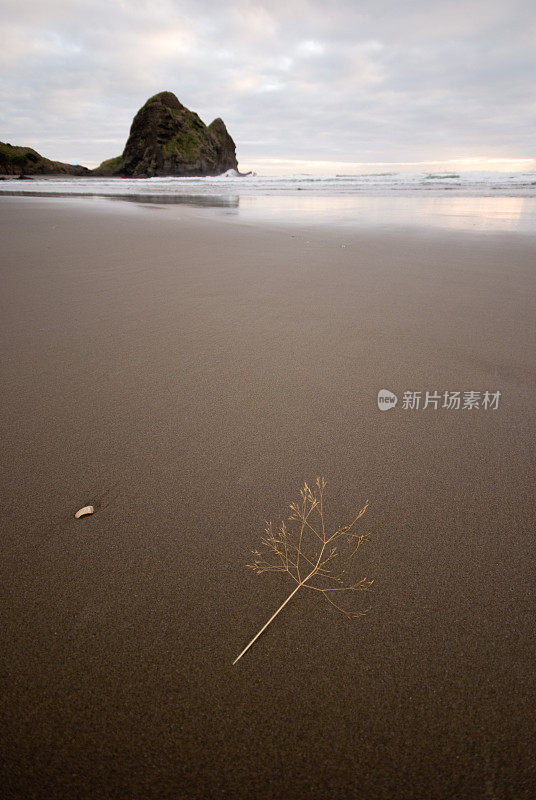 海滩上的小树枝