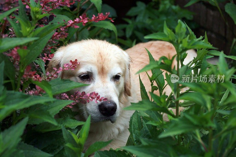 花园寻回犬