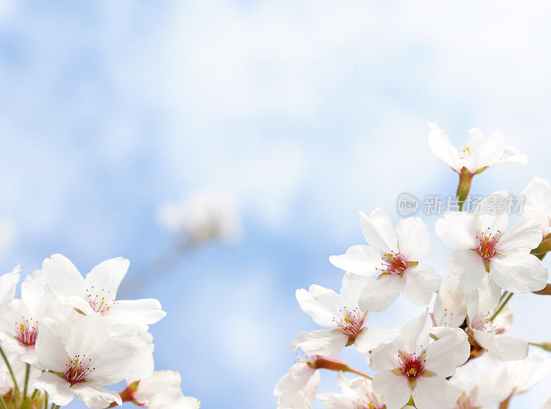 日本樱花