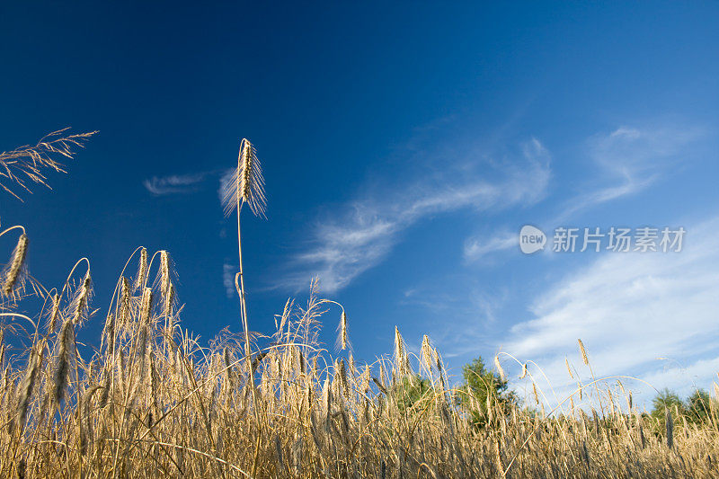 黑麦领域