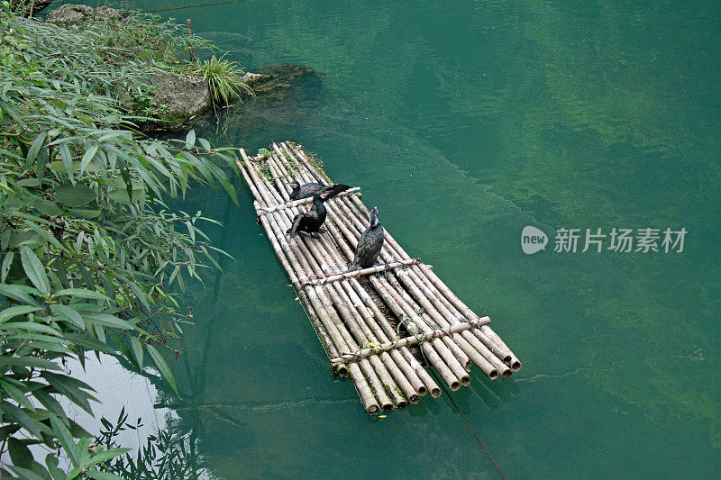 中国渔民在浅水河流中使用鸬鹚