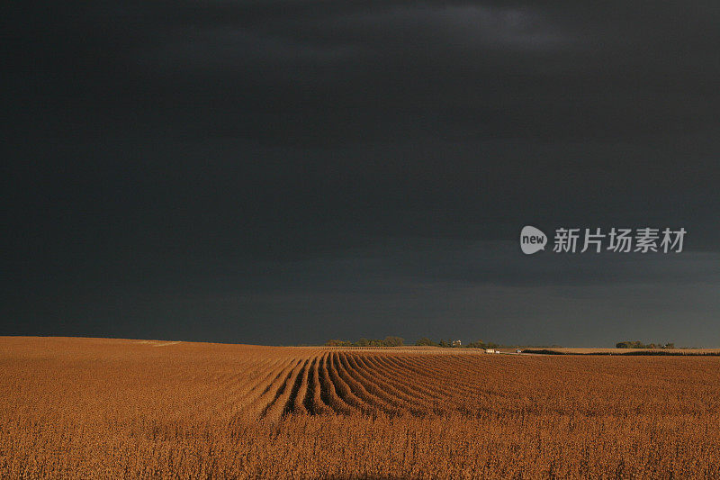 爱荷华州大豆田的傍晚暴风雨天空