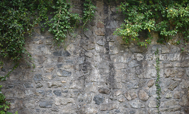 常春藤在墙壁上