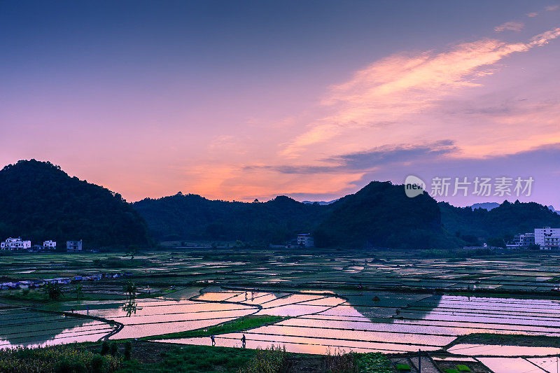 日落在中国南方的水稻农场