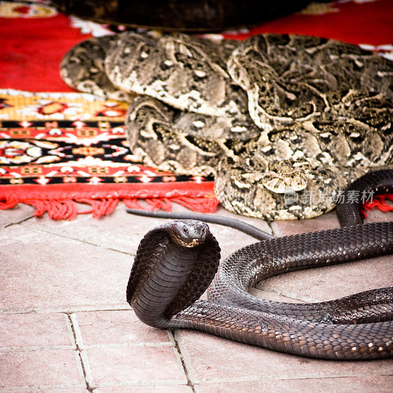眼镜蛇和蟒蛇在马拉喀什的地毯上