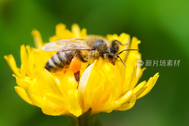 蜜蜂采集花粉