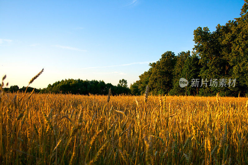 Oat领域