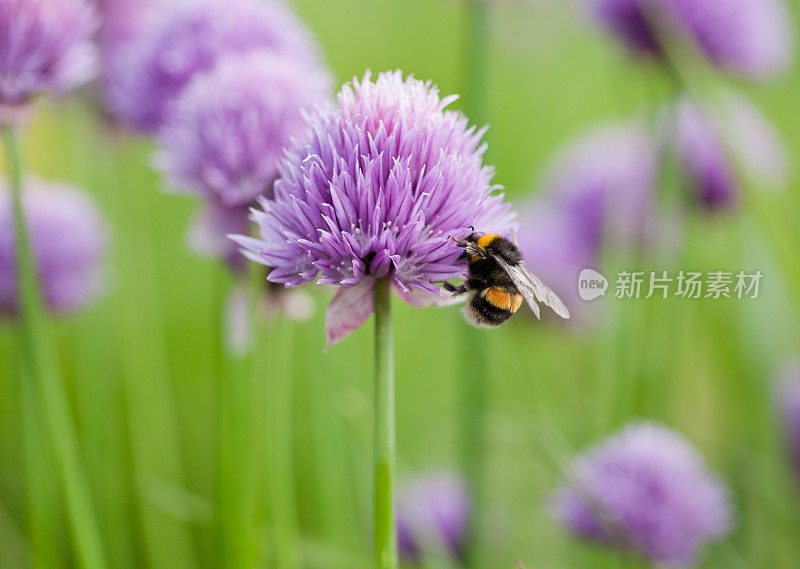 大黄蜂在香葱花上