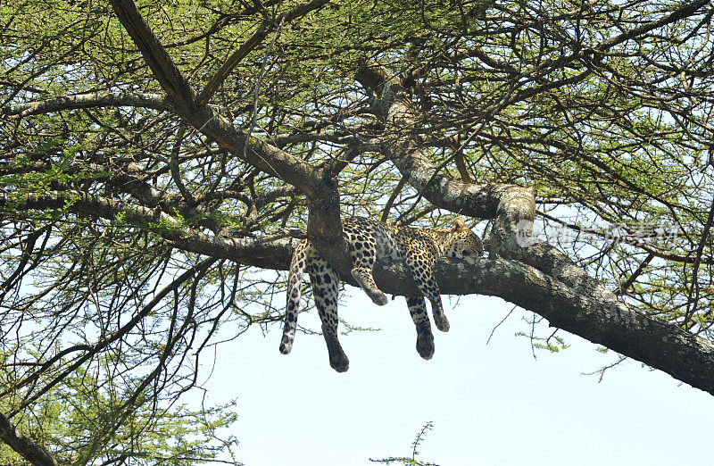 一只非洲豹在一棵树上休息