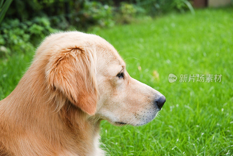 金毛猎犬概要