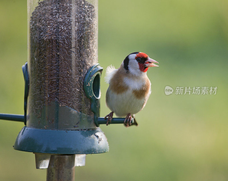 欧洲金翅雀(Carduelis_carduelis)捕食黑鹂(nyger)种子