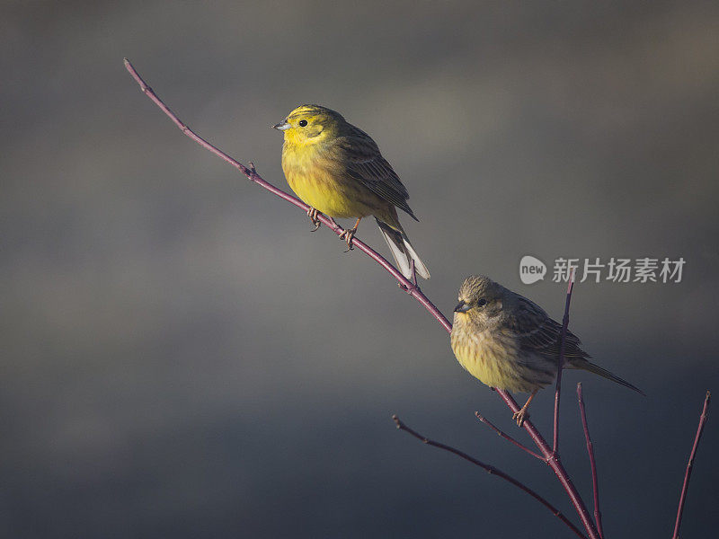 蔡西格（卡杜利斯脊柱）