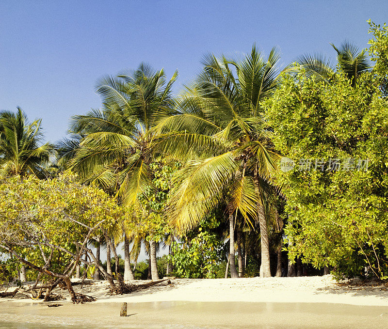 有棕榈树的偏远热带岛屿