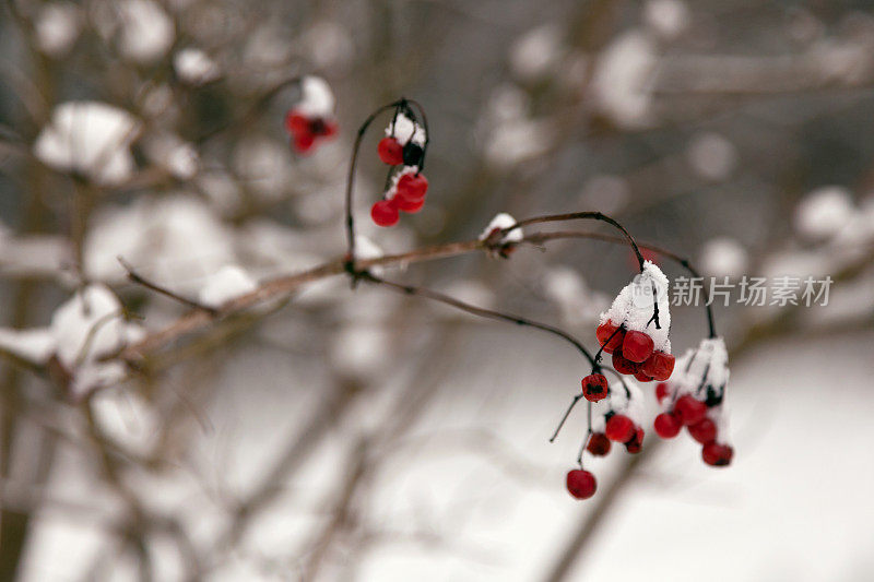 雪中的红莓