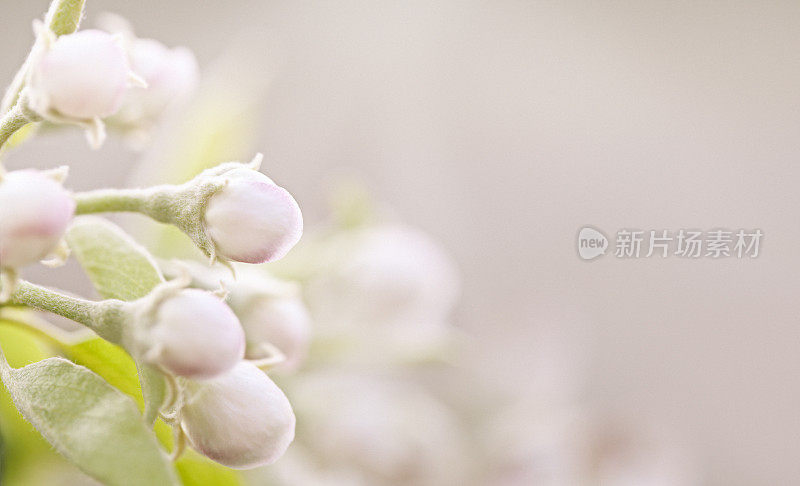 梨开花的花蕾