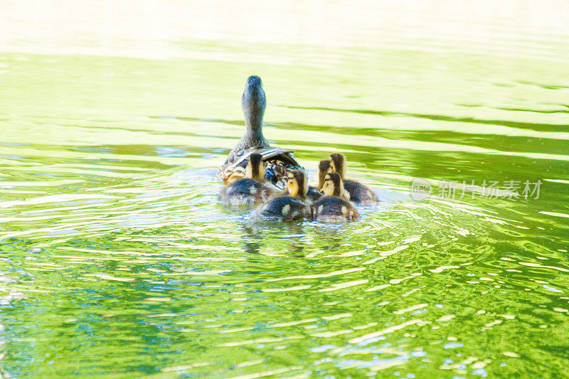 野鸭和她的小鸭子们在一个绿色的池塘里游泳