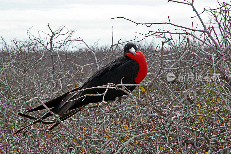 加拉帕戈斯群岛:北西摩岛的军舰鸟