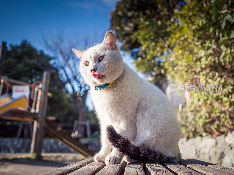 只流浪猫